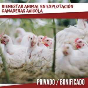Bienestar animal en explotación ganaderas avícolas