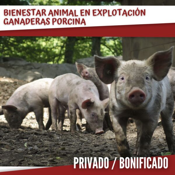 Bienestar animal en explotación ganaderas porcina